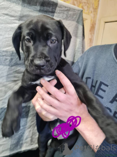 Photo №4. Je vais vendre cane corso en ville de Zweibrücken.  - prix - 380€