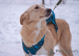 Photo №1. chien bâtard - à vendre en ville de Москва | Gratuit | Annonce №95620