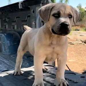 Photo №3. Wunderschöne Bullmastiff-Welpen. Allemagne