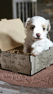 Photo №3. Bison havanais. Serbie