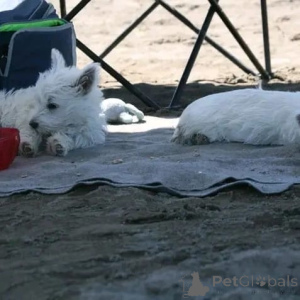 Photo №2 de l'annonce № 178086 de la vente west highland white terrier - acheter à Allemagne annonce privée