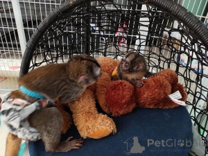 Photo №2 de l'annonce № 161745 de la vente  - acheter à USA 