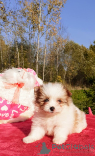 Photo №2 de l'annonce № 7850 de la vente chien bâtard - acheter à Fédération de Russie éleveur