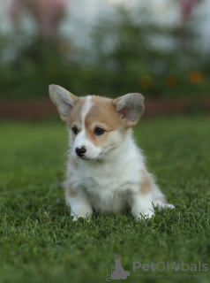 Photos supplémentaires: Chiots Welsh Corgi Pembroke