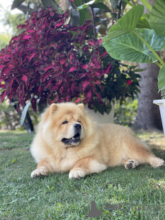 Photo №3. Chiots Chow Chow à vendre !. Serbie