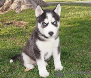 Photo №1. husky de sibérie - à vendre en ville de Антверпен | Gratuit | Annonce №116290