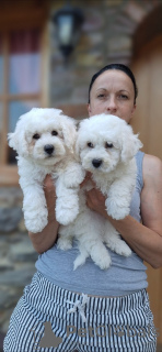 Photo №3. Chiots Bichon frisé, beaux chiots. Serbie