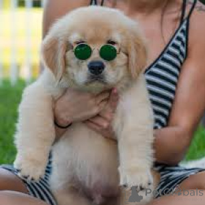 Photo №2 de l'annonce № 165790 de la vente golden retriever - acheter à Italie annonce privée, éleveur