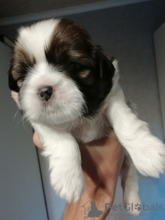 Photo №1. lhassa apso, shih tzu - à vendre en ville de Vilnius | 550€ | Annonce №83975