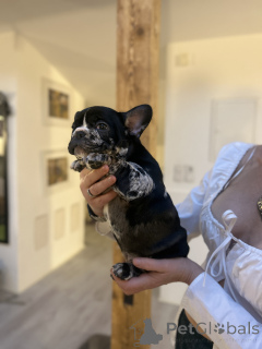 Photo №2 de l'annonce № 160938 de la vente bouledogue - acheter à L'Autriche annonce privée