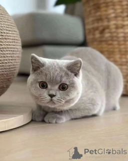 Photo №2 de l'annonce № 155687 de la vente british shorthair - acheter à Luxembourg annonce privée