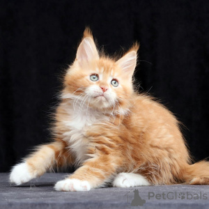 Photo №3. Chatons Maine Coon. Belgique