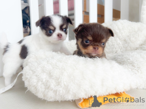 Photo №1. chihuahua - à vendre en ville de Hannover | négocié | Annonce №164721