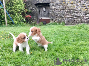 Photo №2 de l'annonce № 117644 de la vente chien bâtard - acheter à Allemagne annonce privée