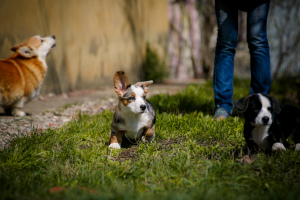 Photo №3. gilet corgi gallois. Fédération de Russie