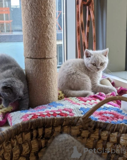 Photo №1. british shorthair - à vendre en ville de OSLO | 400€ | Annonce № 174334