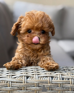 Photo №3. Charmants chiots Maltipoo prêts pour de nouvelles maisons. France