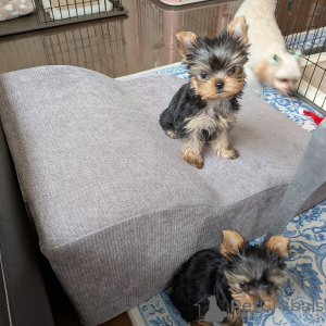 Photo №2 de l'annonce № 172897 de la vente yorkshire terrier - acheter à Allemagne éleveur