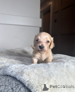 Photo №4. Je vais vendre teckel en ville de Tartu.  - prix - 339€