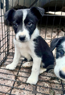 Photo №2 de l'annonce № 161377 de la vente border collie - acheter à USA annonce privée