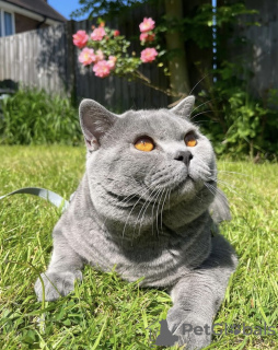 Photo №1. british shorthair - à vendre en ville de Munich | 379€ | Annonce № 103836