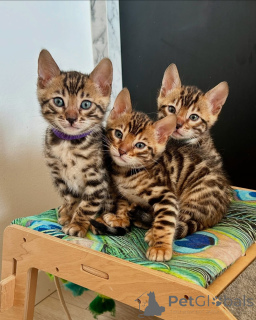 Photo №1. bengal - à vendre en ville de Berlin | négocié | Annonce № 141406