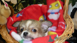 Photo №1. chihuahua - à vendre en ville de Ansubrg | négocié | Annonce №161221