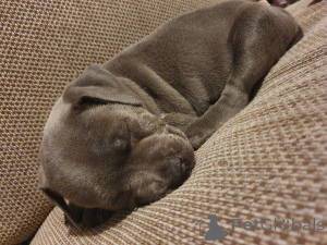 Photo №3. Chiots Staffordshire Bull Terrier. Belgique