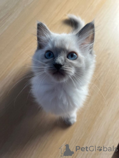 Photo №4. Je vais vendre ragdoll en ville de Chicago. annonce privée - prix - 969€