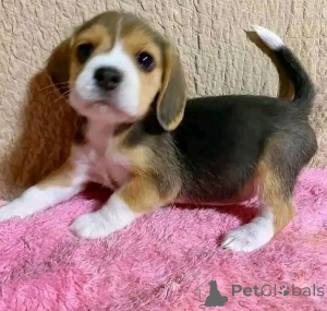 Photo №4. Je vais vendre  en ville de Brentwood.  - prix - négocié