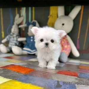 Photo №1. bichon maltais - à vendre en ville de Helsinki | 350€ | Annonce №116769