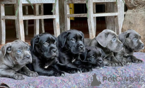 Photo №2 de l'annonce № 120577 de la vente cane corso - acheter à La Grande-Bretagne éleveur