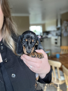 Photo №2 de l'annonce № 51105 de la vente teckel - acheter à USA annonce privée