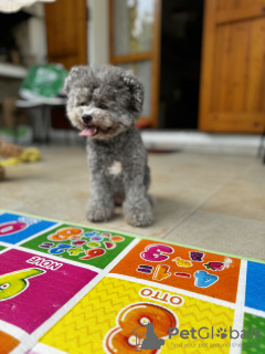 Photos supplémentaires: Deux garçons caniche