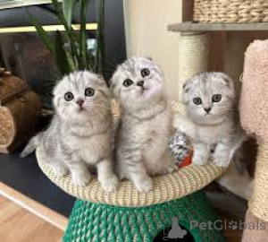 Photo №1. scottish fold - à vendre en ville de Helsinki | 700€ | Annonce № 161263