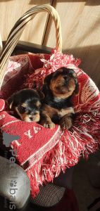 Photo №2 de l'annonce № 61216 de la vente yorkshire terrier - acheter à Allemagne annonce privée