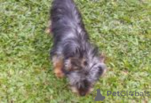 Photo №1. skye terrier - à vendre en ville de Berlin | Gratuit | Annonce №127103