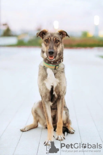 Photos supplémentaires: Sam, chien intelligent et gentil, cherche un foyer ! Entre de bonnes mains