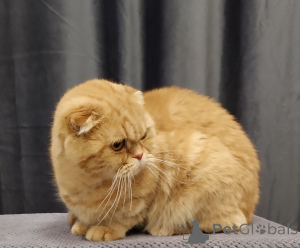 Photo №2 de l'annonce № 138776 de la vente chat chinchilla - acheter à Fédération de Russie 