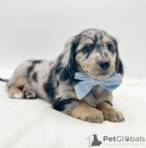 Photo №2 de l'annonce № 157199 de la vente teckel - acheter à Allemagne annonce privée, éleveur