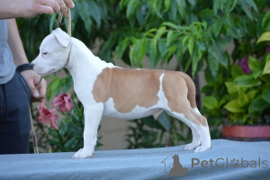 Photo №2 de l'annonce № 171545 de la vente american staffordshire terrier - acheter à Serbie éleveur