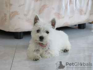 Photo №2 de l'annonce № 84888 de la vente west highland white terrier - acheter à Serbie éleveur