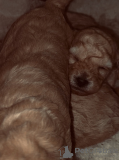 Photo №2 de l'annonce № 132406 de la vente caniche (jouet) - acheter à Georgia éleveur