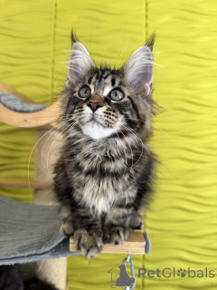 Photo №3. Adorables Gatitos Maine Coon. Espagne