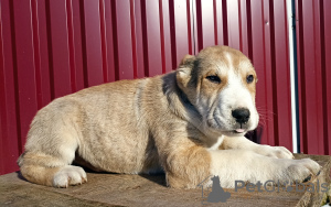 Photos supplémentaires: Puppies CAO Alabai Acompte