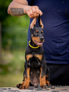 Photo №2 de l'annonce № 106872 de la vente dobermann - acheter à Serbie éleveur