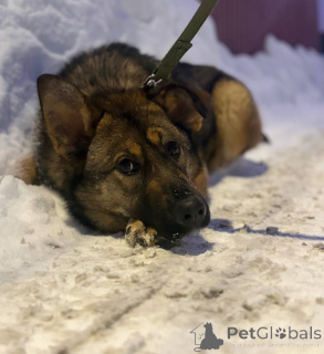 Photo №4. Je vais vendre  en ville de Rivière moscou. annonce privée - prix - Gratuit