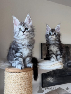 Photo №1. maine coon - à vendre en ville de Munich | négocié | Annonce № 165180