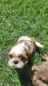 Photo №4. Je vais vendre shih tzu en ville de Riga. annonce privée, de la fourrière, éleveur - prix - 700€