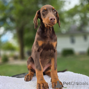 Photo №1. dobermann - à vendre en ville de Baden-Baden | 500€ | Annonce №151475